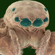 Illustration for article titled The Tongue Of The Dung Fly Speaks Volumes